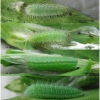 lyc thersamon larva2 volg